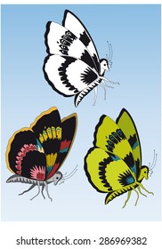 butterflies of different colors 