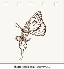 butterflies doodles