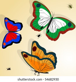 Butterflies illustration