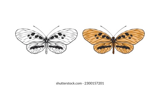 Butterflies images. Hand drawn butterfly. Pictures of funny butterflies. Vector scalable graphics