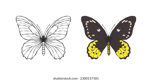 Butterflies images. Painted butterfly. Pictures of funny butterflies. Vector scalable graphics