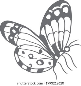 
Butterflies insects graphic illustration hand-drawn vector doodle sketch. nature animals wings in flight