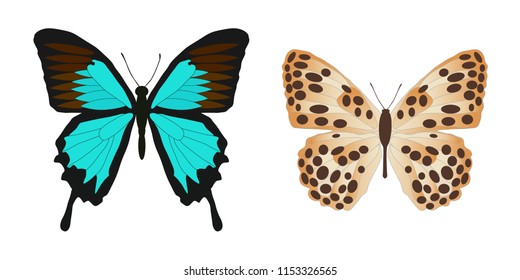 Butterflies isolated on white background, vector illustration