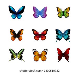 Butterflies isolated on white background. Vector illustration