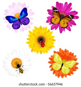 Butterflies, Ladybird And Bee, Sitting On Daisies, Isolated On White