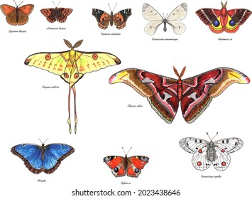 Butterflies with latin names. Apollo, Atlas Moth, the Duke of Burgundy, Clouded Apollo, Large Copper, Lo Moth, Comet Moth, Morpho,  Peacock Butterfly, Red Admiral. Live trace of marker sketch set