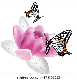 butterflies and lotus on white background