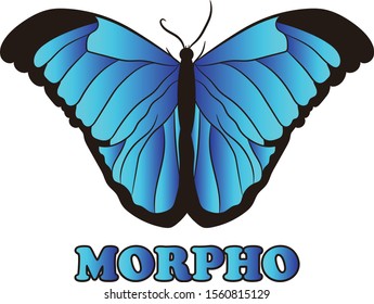 Butterflies morphos of Costa Rica