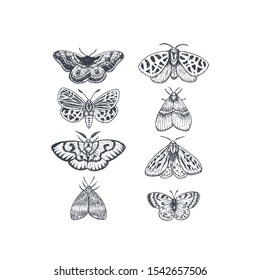 Butterflies And Moths Collection. Various Butterfly Set. Vector Illustration
