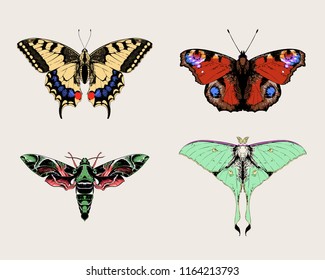 Butterflies and moths: Papilio machaon (common yellow swallowtail), Aglais io (European peacock), oleander hawk-moth, Actias selene (luna moth, moon moth). Set of vector hand drawn illustrations.