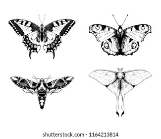 Butterflies and moths: Papilio machaon (common yellow swallowtail), Aglais io (European peacock), oleander hawk-moth, Actias selene (luna moth, moon moth). Set of vector hand drawn illustrations.