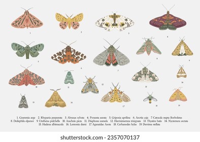 
Butterflies and moths. Set of elements for design. Vector vintage classic illustration. Colorful