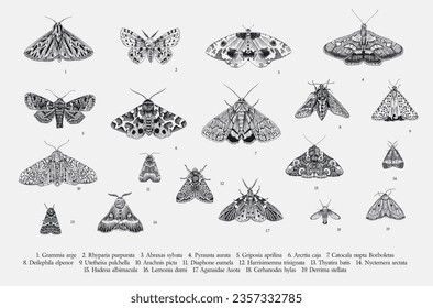 Butterflies and moths. Set of elements for design. Vector vintage classic illustration. Black and white