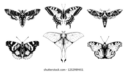 Butterflies and moths set vector hand drawn illustrations. Papilio machaon, Aglais io (European peacock), oleander hawk-moth, Actias selene (luna moth), death's-head moth, red admiral.