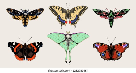 Butterflies and moths set vector hand drawn illustrations. Papilio machaon, Aglais io (European peacock), oleander hawk-moth, Actias selene (luna moth), death's-head moth, red admiral.