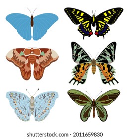 Butterflies with multicolored spots from the order of insects on a white background. A vector image.