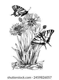 Butterflies on a Flower Vector outline illustration. Drawing of vintage print. Black line art of flying insects with white wings. Hand drawn clipart of cornflower. Linear sketch on white background