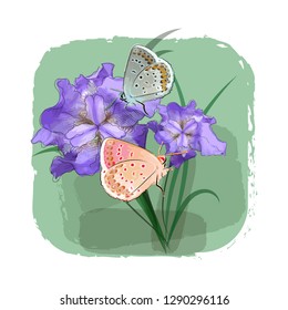Butterflies on irises. Imitation of watercolor with elements of the sketch. Vector illustration