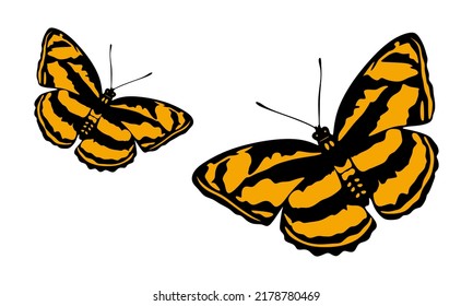 Butterflies on a white background. Two colorful butterflies. Butterfly vector illustration