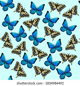 Butterflies pattern on a blue background, cartoon style, dovetail, morpho peleids, wrapper, wallpaper, gift paper, fabric, for clothes, congratulations, insects, wings, botany, entomology, summer, joy