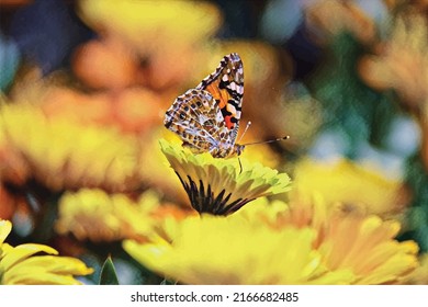 Butterflies perched on bright yellow sunflowers