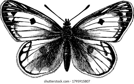 Butterflies are from Rhopalocera family and they can be found all over the worls, vintage line drawing or engraving illustration.