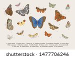 Butterflies. Set of elements for design. Vector vintage classic illustration. Colorful