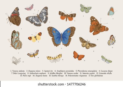 Butterflies. Set of elements for design. Vector vintage classic illustration. Colorful