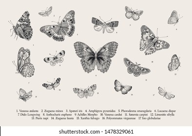 Mariposas. Conjunto de elementos para el diseño. Ilustración clásica vectorial. Negro y blanco