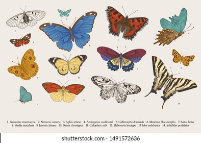 Butterflies. Set of elements for design. Vector vintage classic illustration. Colorful
