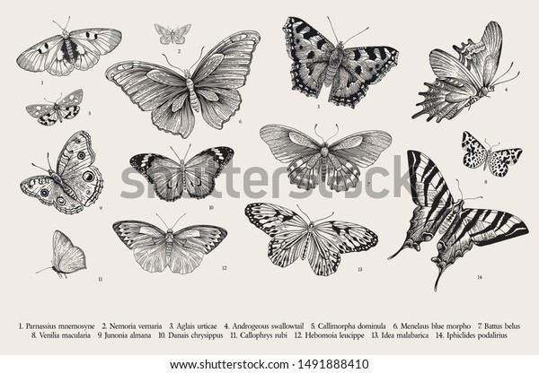 蝶 デザイン用のエレメントのセット ベクタービンテージクラシックイラスト 白黒 のベクター画像素材 ロイヤリティフリー