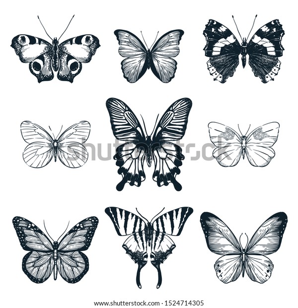 蝶セット ベクター手描きのスケッチイラスト 白い背景にクリエイティブな夏または春の虫のコレクション のベクター画像素材 ロイヤリティフリー