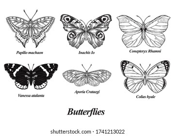 Butterflies set. Vector illustration. Black and white butterfly collection. Vintage engraving style.