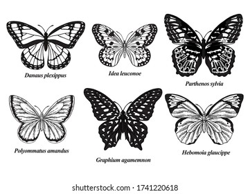 Mariposas puestas. Ilustración vectorial. Colección de mariposas en blanco y negro. Grabado vintage.