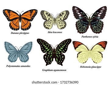 Butterflies Set. Vector Illustration. Colorful Butterfly Collection. Vintage Engraving Style.