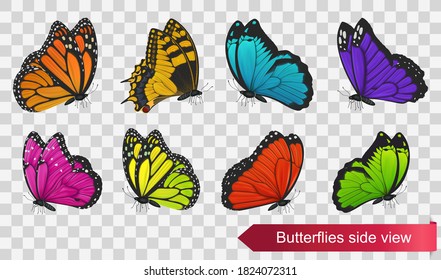 Butterflies side view isolated on transparent background. Vector illustration