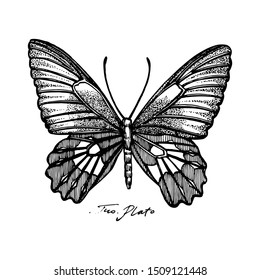 Butterflies silhouettes. Butterfly icons isolated on white background. Graphic illustration