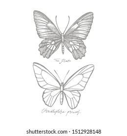 Butterflies silhouettes. Butterfly icons isolated on white background. Graphic illustration