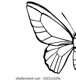 Butterflies silhouettes. Butterfly icons isolated on white background. Graphic illustration