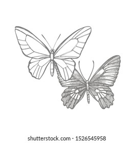 Butterflies silhouettes. Butterfly icons isolated on white background. Graphic illustration