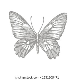 Butterflies silhouettes. Butterfly icons isolated on white background. Graphic illustration