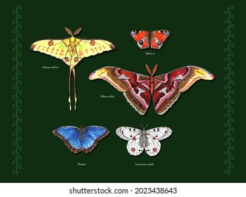 Butterflies With Their Latin Names. Apollo, Atlas Moth, Comet Moth, Morpho,  Peacock Butterfly. Live Trace Of Marker Sketch Set.