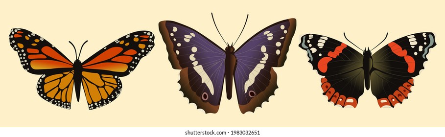 Butterflies. Tricolor butterflies: inachis io, polygonia c-album, nymphalis antiopa. Vector illustration for web design, websites, backgrounds, print.
