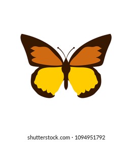 Butterflies vector icon