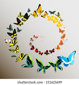 butterflies vector illustration