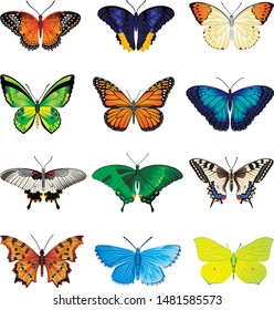 Butterflies vector image for web design and print