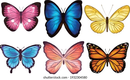 butterflies vector isolated white background, butterfly illustration, insect.