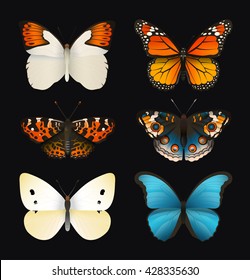 Butterflies vector set. Colorful flat butterfly. Realistic color gradient. Illustration of insects for print, card and fabric. 
