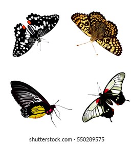 butterflies vector set. realistic insect