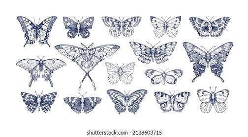 Butterflies in vintage style set  Outlined sketches flying insects  moths species collection  Retro detailed line drawings  Engraved hand  drawn vector illustrations isolated white background